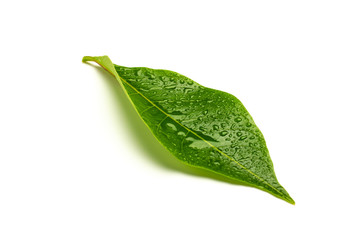 Wall Mural - green leaves with drops water isolated on a white background.