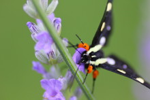 Eight-Spotted Forester Moth On Lavender 