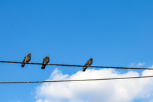 Pigeon  Birds On Wire, Blue Cloudy Sky. Pigeons On The Electric String.
