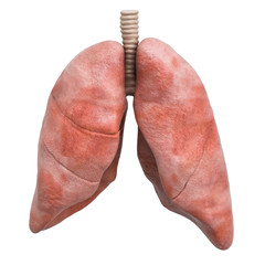 realistic human lungs, 3d rendering