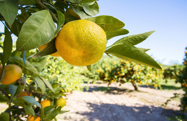 Fresh organik agriculture; tangerine tree. Turkey / Izmir