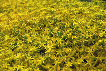 blooming carpet