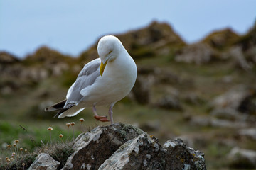 seagull