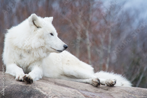 White Wolf Lying On A Rock In Light Snowfall Kaufen Sie Dieses Foto Und Finden Sie Ahnliche Bilder Auf Adobe Stock Adobe Stock adobe stock