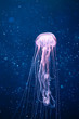 glowing jellyfish underwater with light particles