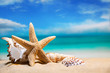 seashells by the sea. beach holiday. beautiful summer background