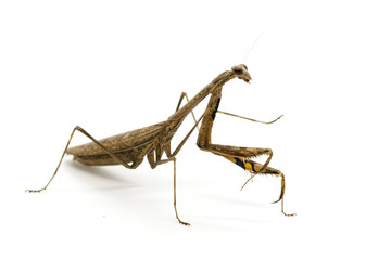 Wall Mural - Image of Praying mantis (Stagmomantis carolina) on white background. Insect. Animal