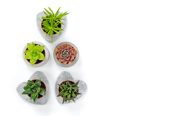 Wall Mural - Succulents in concrete planters on white background