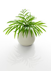 Wall Mural - Parlor palm leaves in a white vase with reflection