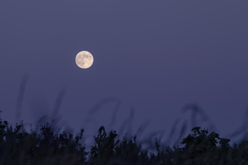 full moon in the purple sky