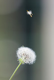 Fototapeta Dmuchawce - Dandelion seeds in the morning sunlight