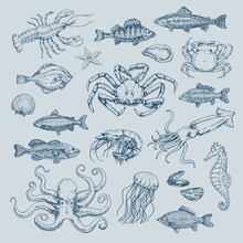 Hand Drawn Set Of Pictures With Marine Life. Vector Illustration, Sketch, Graphic, Contour Illustration With Fish In Retro Style