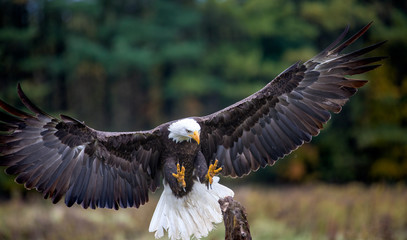 Fototapete - Bald Eagle Landing