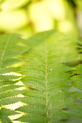 Canvas Print - close up green life background