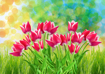 Wall Mural - tulip flowers