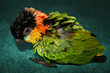 Sick parrot with ruffled feathers sitting on floor