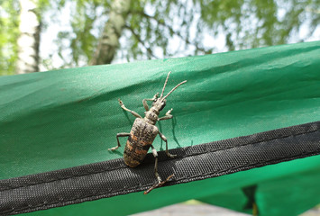 Rhagium sycophanta is a species of beetle in the family Cerambycidae. The pest beetle sits on a green cloth