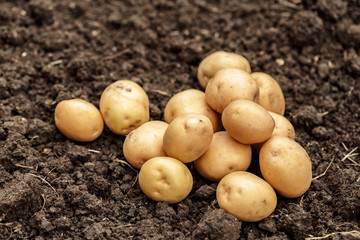 potato field vegetable with tubers in soil dirt surface background