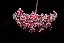 Hoya Flowers, Dark Red
