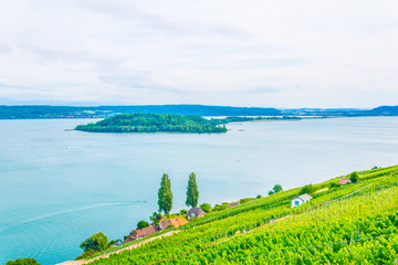 Wall Mural - Vineyards surrounding Bielersee in Switzerland