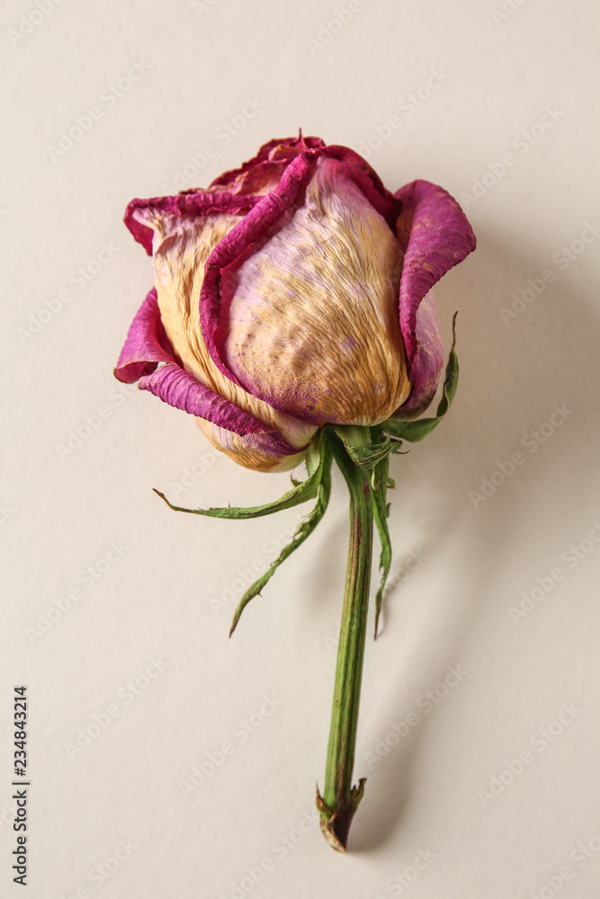Beautiful dry rose on light background