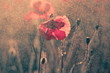Poppies and a bee in the rain and morning light