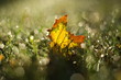 An autumn maple leaf in the grass with blurred background 2.