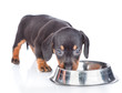 dachshund puppy eating food from dish.  isolated on white background