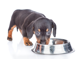 Poster - dachshund puppy eating food from dish.  isolated on white background