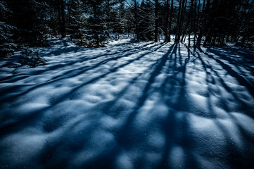 snow covered forest in the winter night