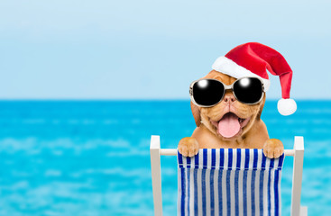 Happy puppy with red christmas hat and sunglasses in a deck chair. Empty space for text