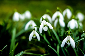 snowdrops in early spring