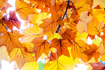 Sticker - yellow colors of autumn