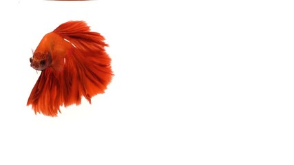 Wall Mural - Red orange siamese fighting fish with half moon tail swimming in front of isolated white background.