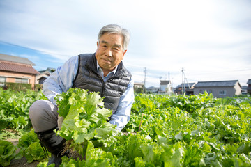 Wall Mural - 野菜を収穫するシニア