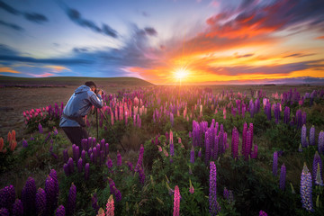 Russle Lupines the beautiful flower during sunset at Lake Tekapo, New Zealand