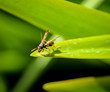 Insekt, Hornisse auf Blatt