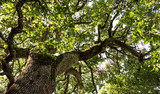 Fototapeta  - árbol grande verde ramas muchas hojas