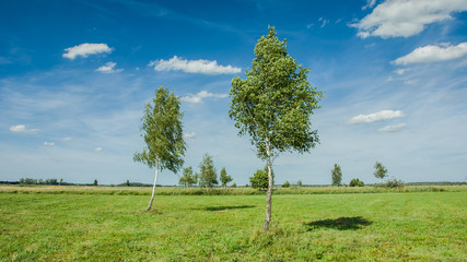 Birch in the meadow, horizon and clouds on a blue sky