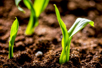 Concept appearance of life - sprout from soil close up