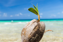 Exotic Food And Nature Concept - Coconut On Tropical Beach In French Polynesia