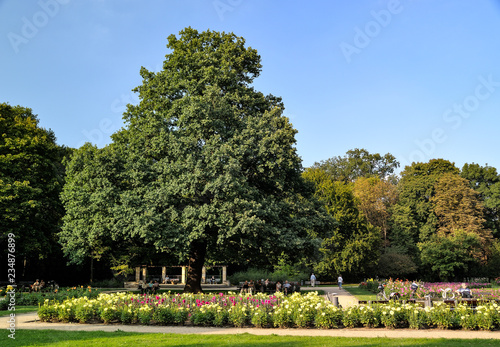 Baum Im Grosser Garten Dresden Sachsen Deutschland Europa Buy