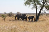 Fototapeta Sawanna - Afrika Botswana Natur Tiere