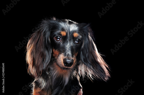 Long Haired Dachshund Dog Looking To The Side At The Black