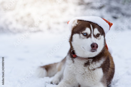 husky with hat