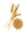 ears of barley and grains isoalted on white