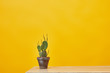 © LIGHTFIELD STUDIOS - Cactus in flowerpot at wooden table isolated on yellow