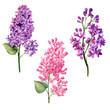 watercolor violet and pink lilac set branch