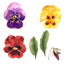 Watercolor Multicolored Pansy Heartsease Set Violet Yellow And Red