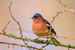 Single male Chaffinch bird on a tree branch on the Biebrza river wetlands in Poland during a spring nesting period